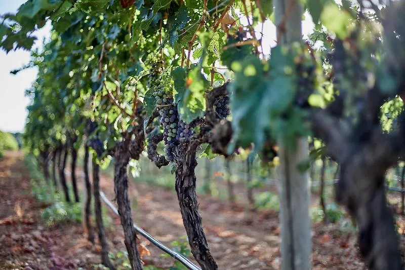 Sa Vinya Des Convent Agroturismo インカ ホテル